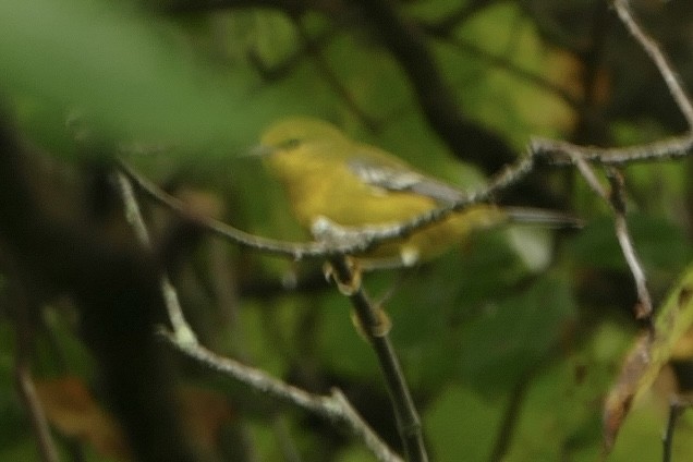 Blue-winged Warbler - ML608819815