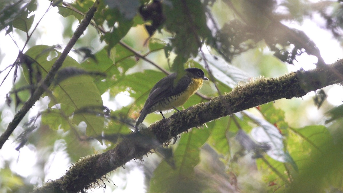 Andean Laniisoma - Daniel Pacheco Osorio