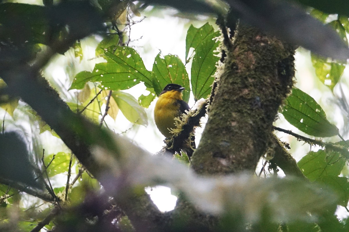 Andean Laniisoma - Daniel Pacheco Osorio