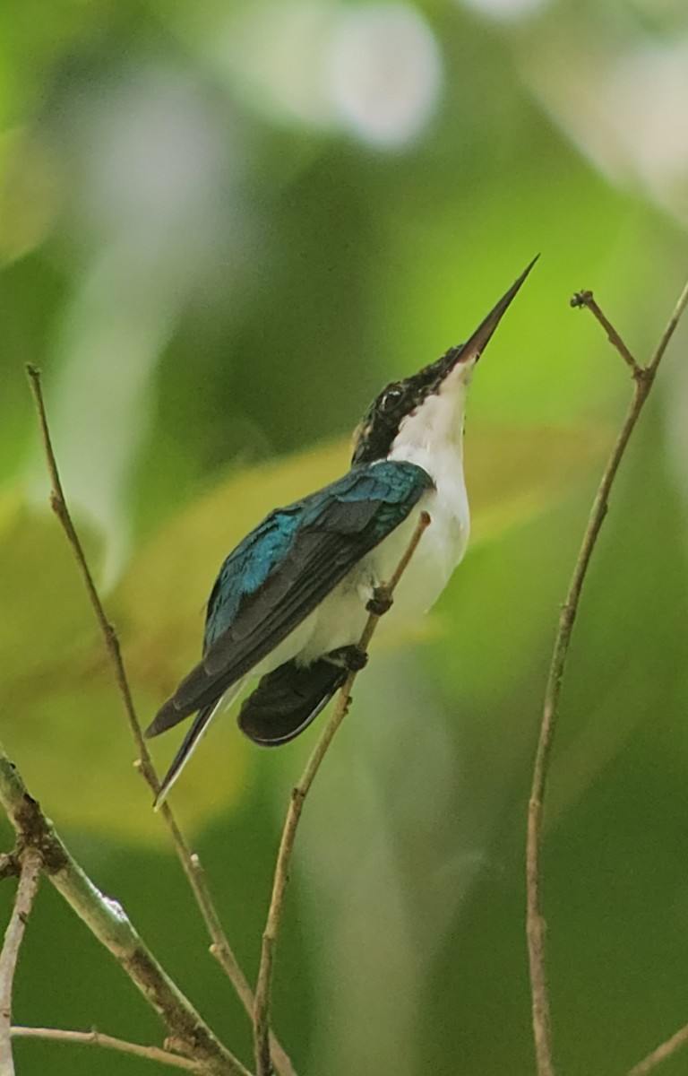 Purple-crowned Fairy - ML608819878