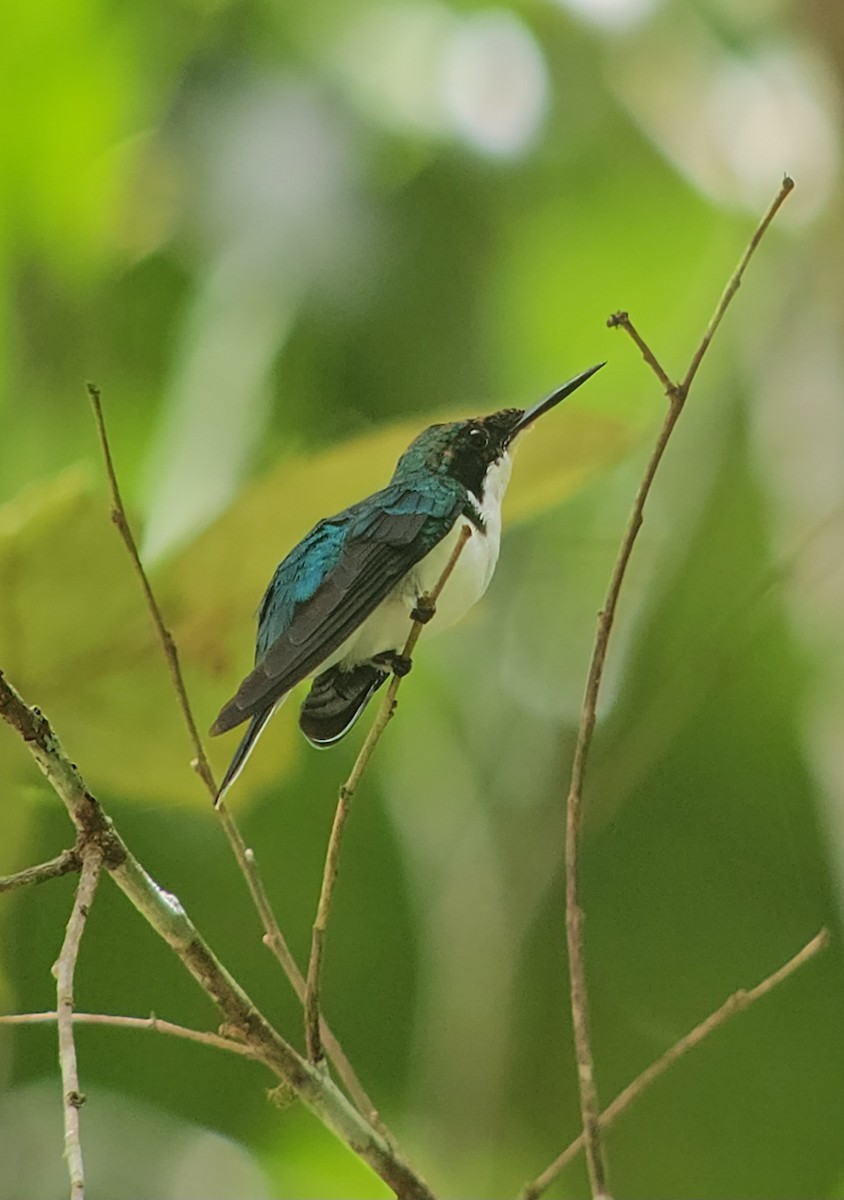 Purple-crowned Fairy - ML608819879