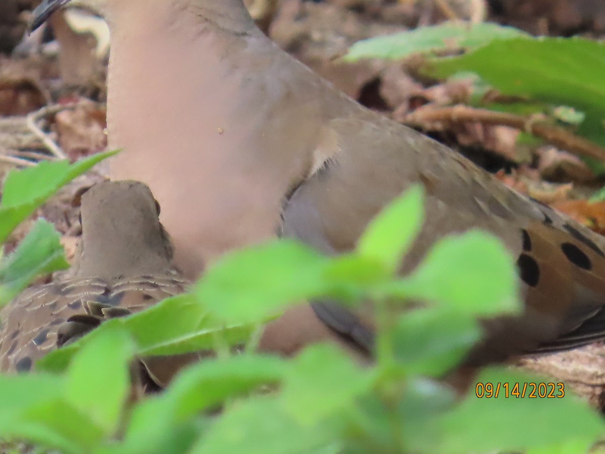 Mourning Dove - Lelia Bentley