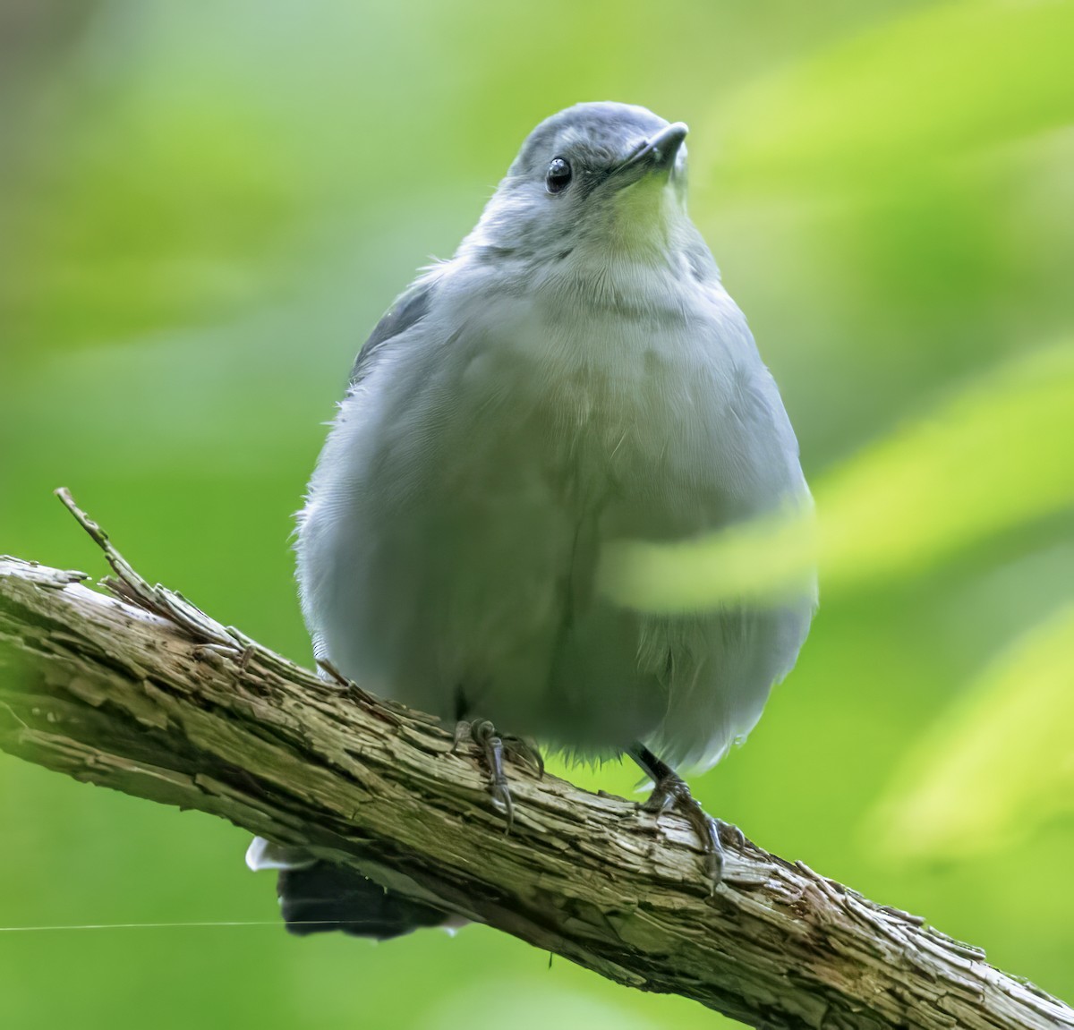 Gray Catbird - ML608819965