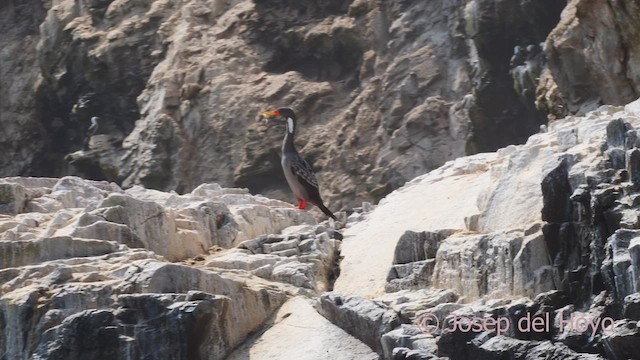 Red-legged Cormorant - ML608819972