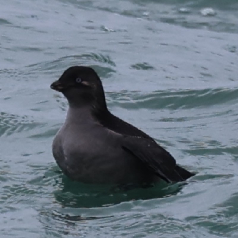 Crested Auklet - ML608820021