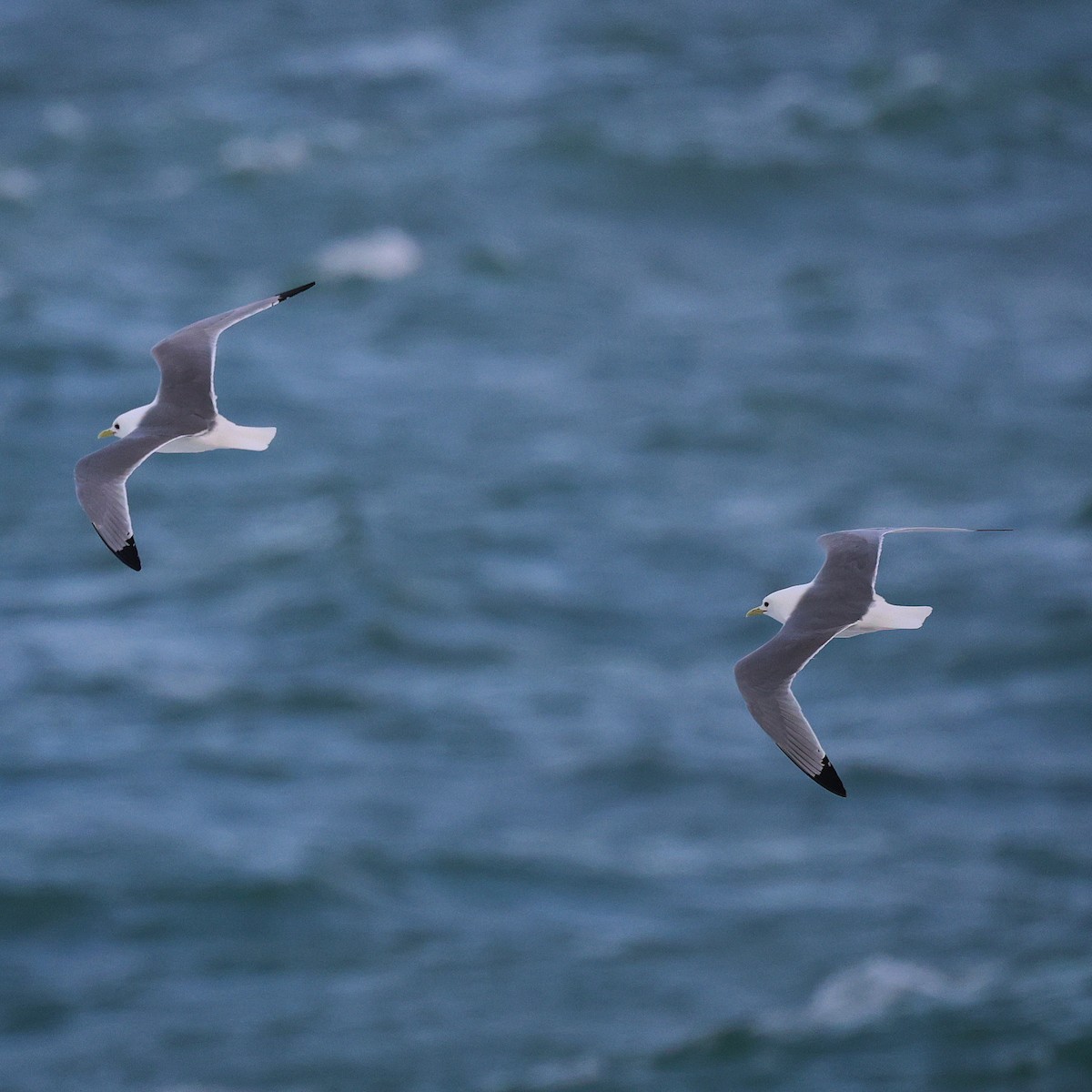 Black-legged Kittiwake - ML608820048