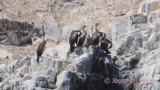 Red-legged Cormorant - ML608820084