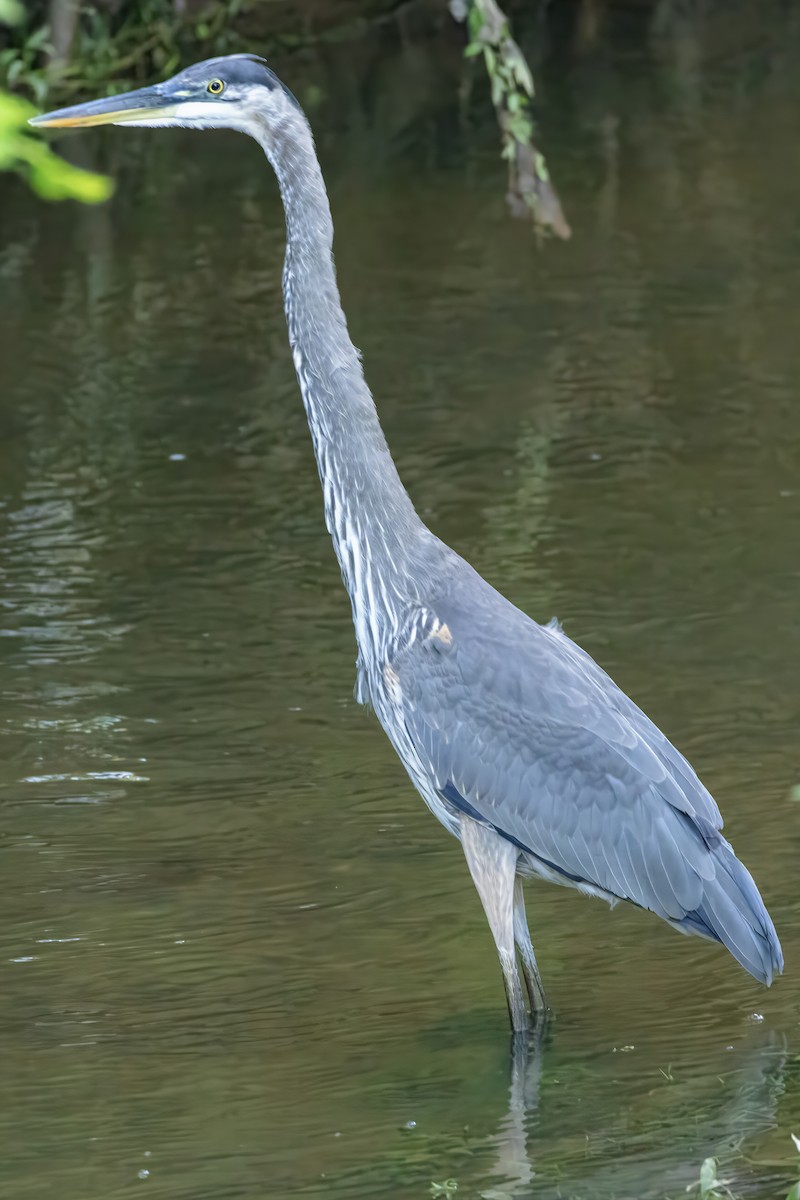 Great Blue Heron - ML608820109