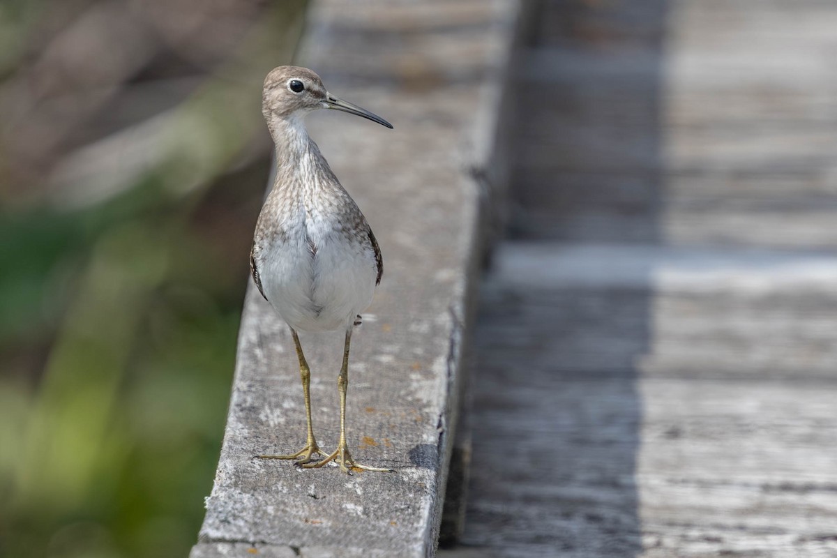 Solitary Sandpiper - ML608820133