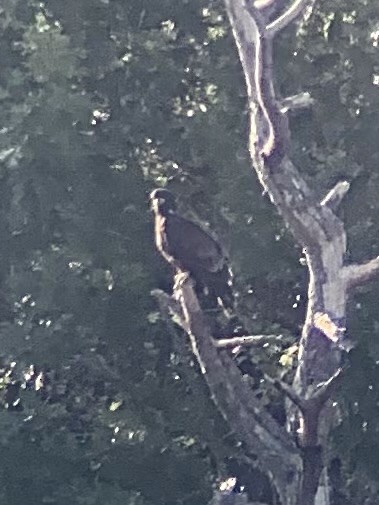 Bald Eagle - ML608820188