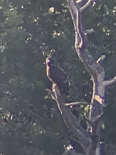Bald Eagle - ML608820189
