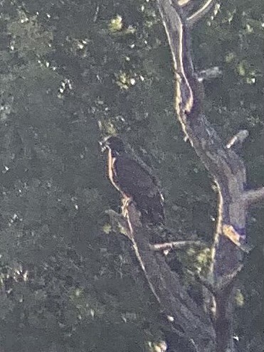 Bald Eagle - ML608820190