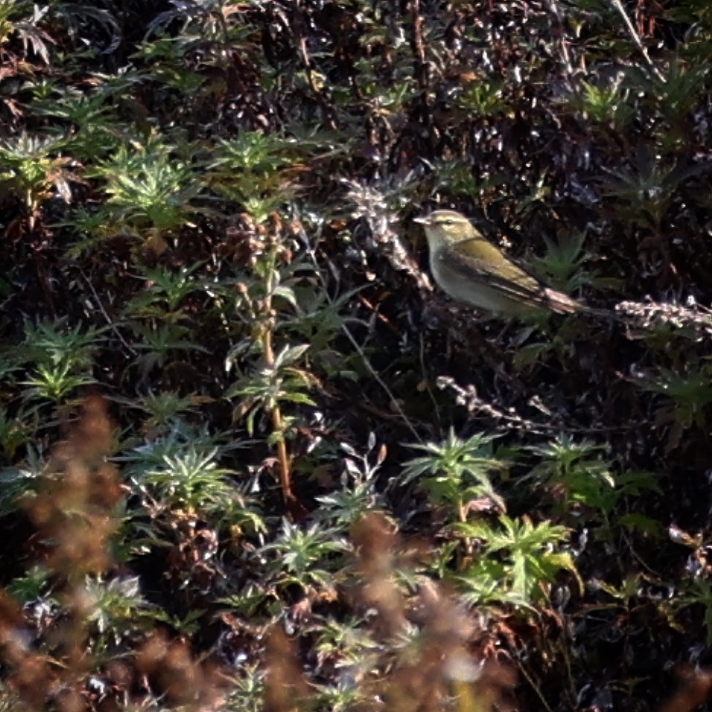 Willow Warbler - ML608820192