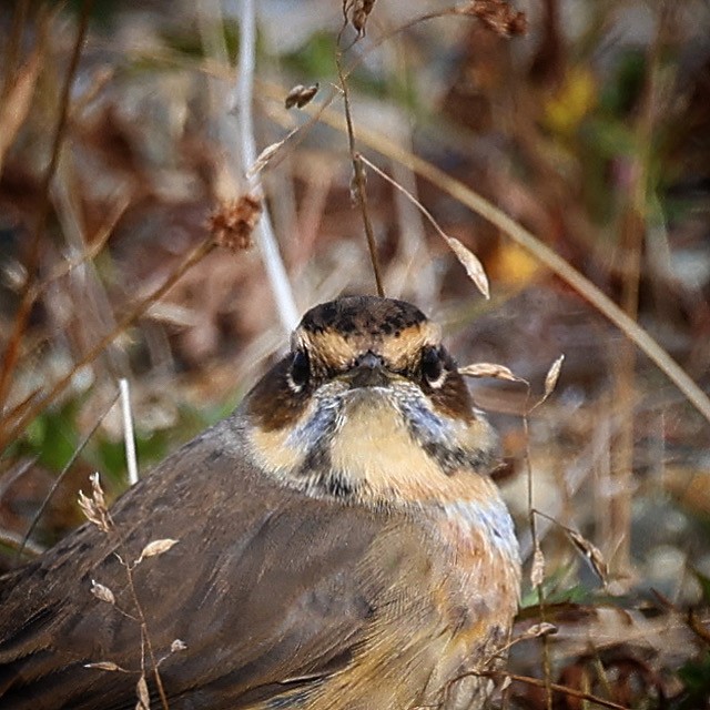 Bluethroat - Jeff Kietzmann