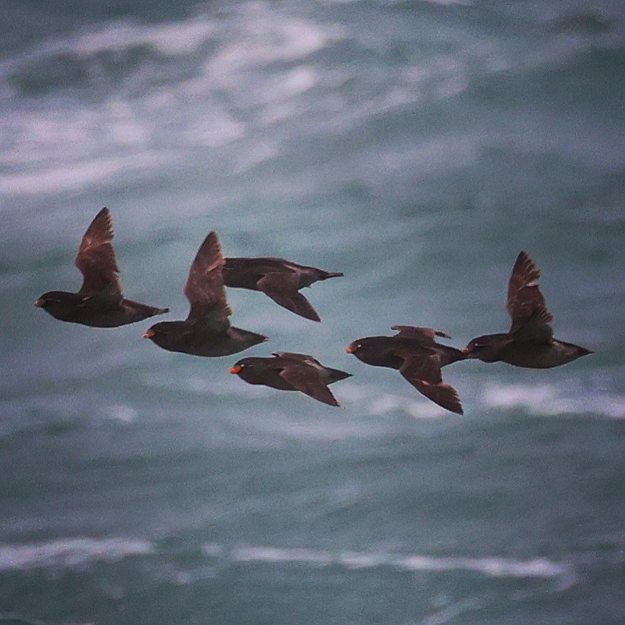 Crested Auklet - ML608820261