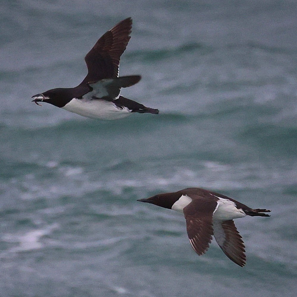 Thick-billed Murre - ML608820277