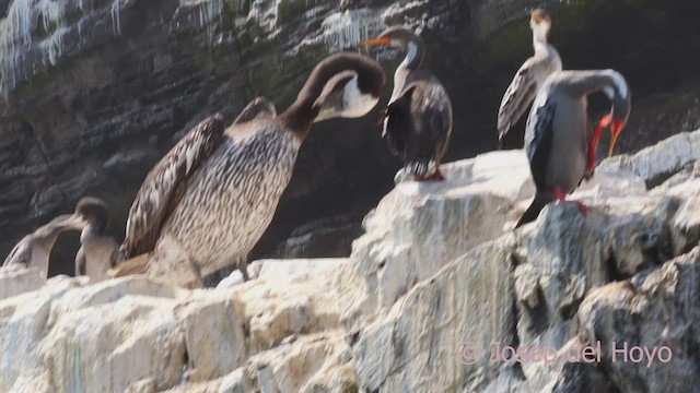 Red-legged Cormorant - ML608820299