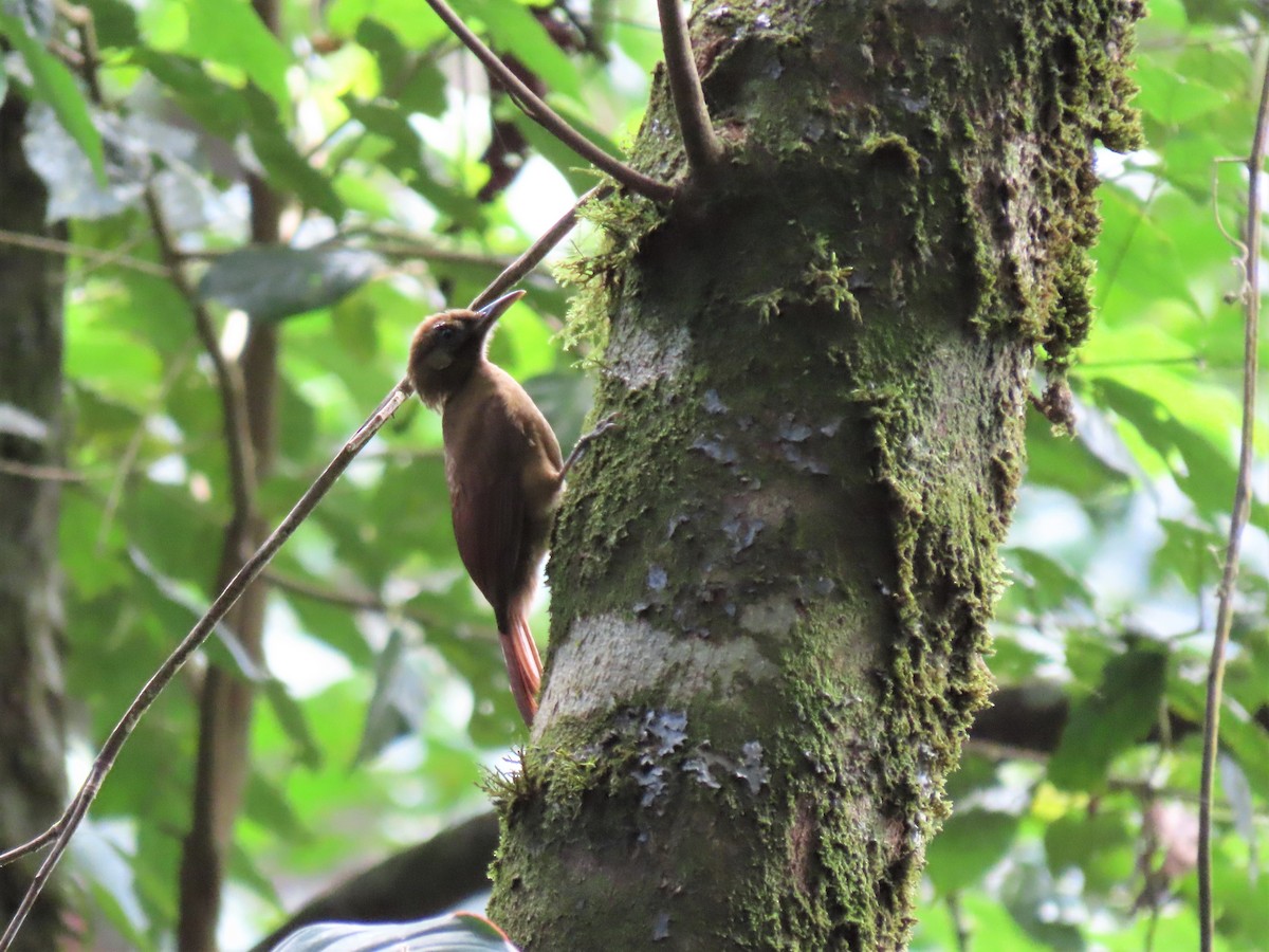 Plain-brown Woodcreeper - Hugo Foxonet