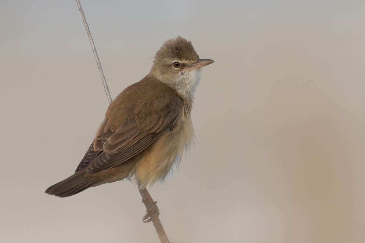 Great Reed Warbler - ML608820370