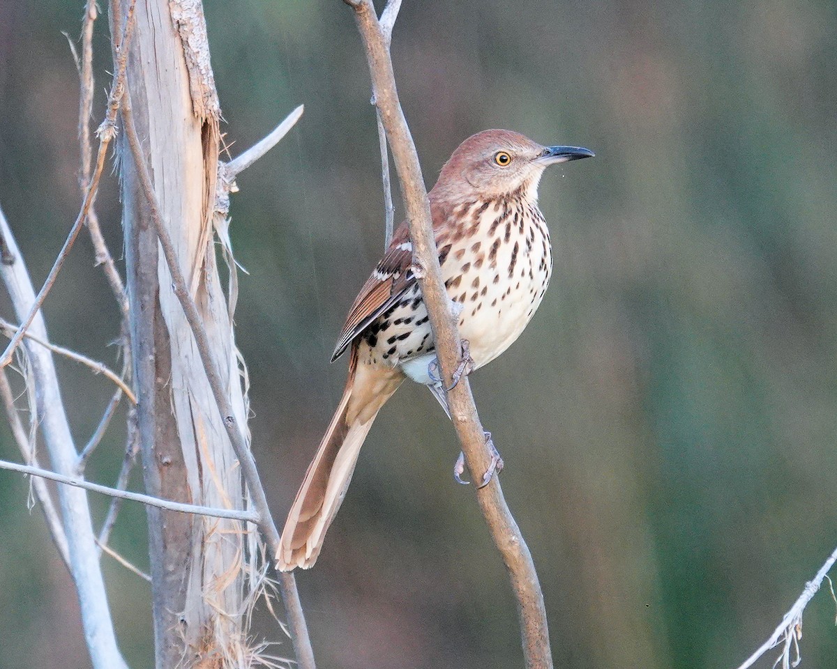 Brown Thrasher - ML608820424