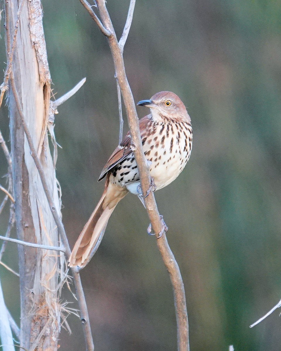 Brown Thrasher - ML608820425