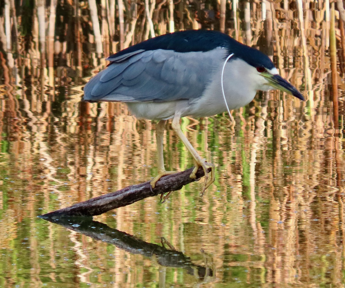 Black-crowned Night Heron - ML608820493