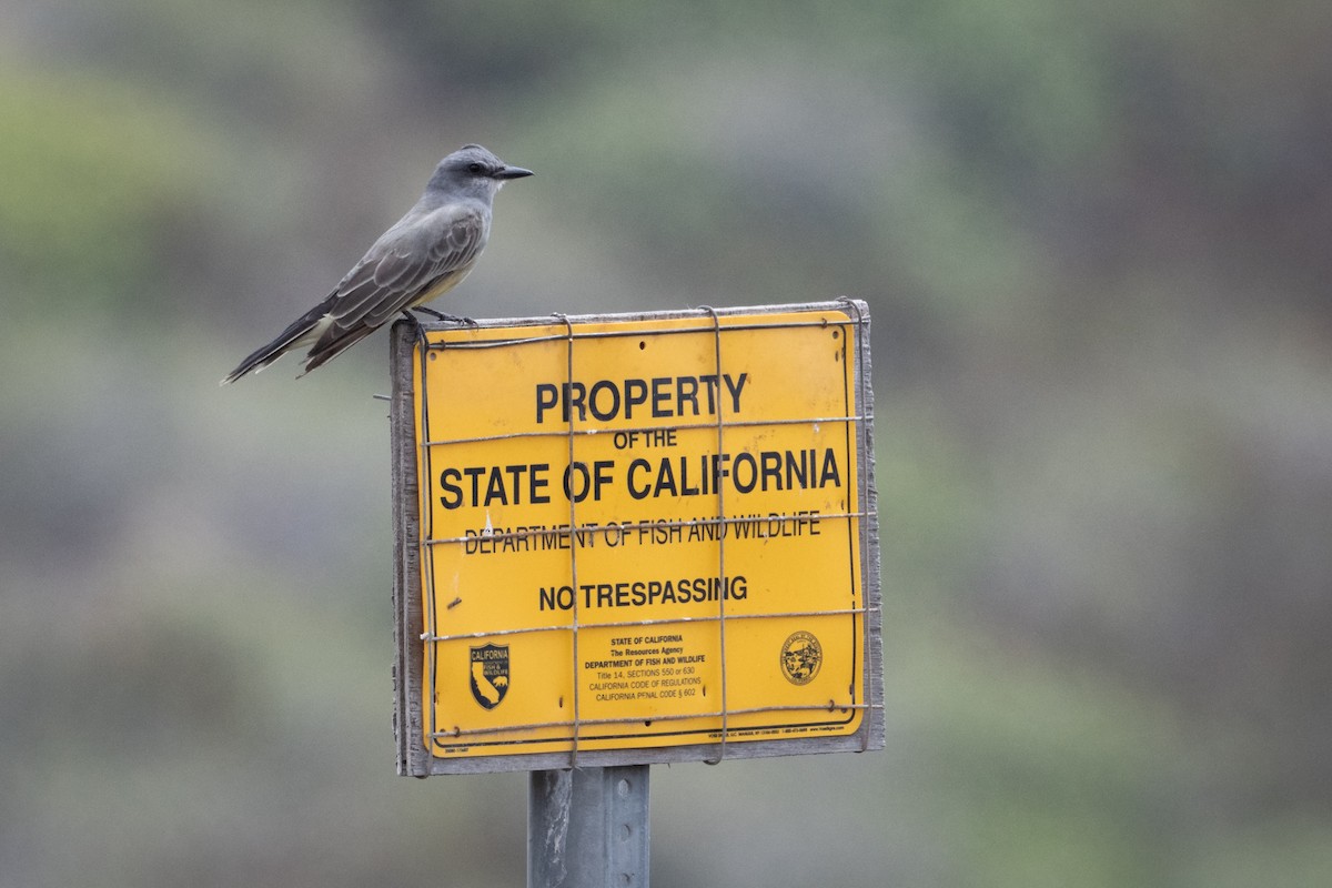 Cassin's Kingbird - Graham Gerdeman