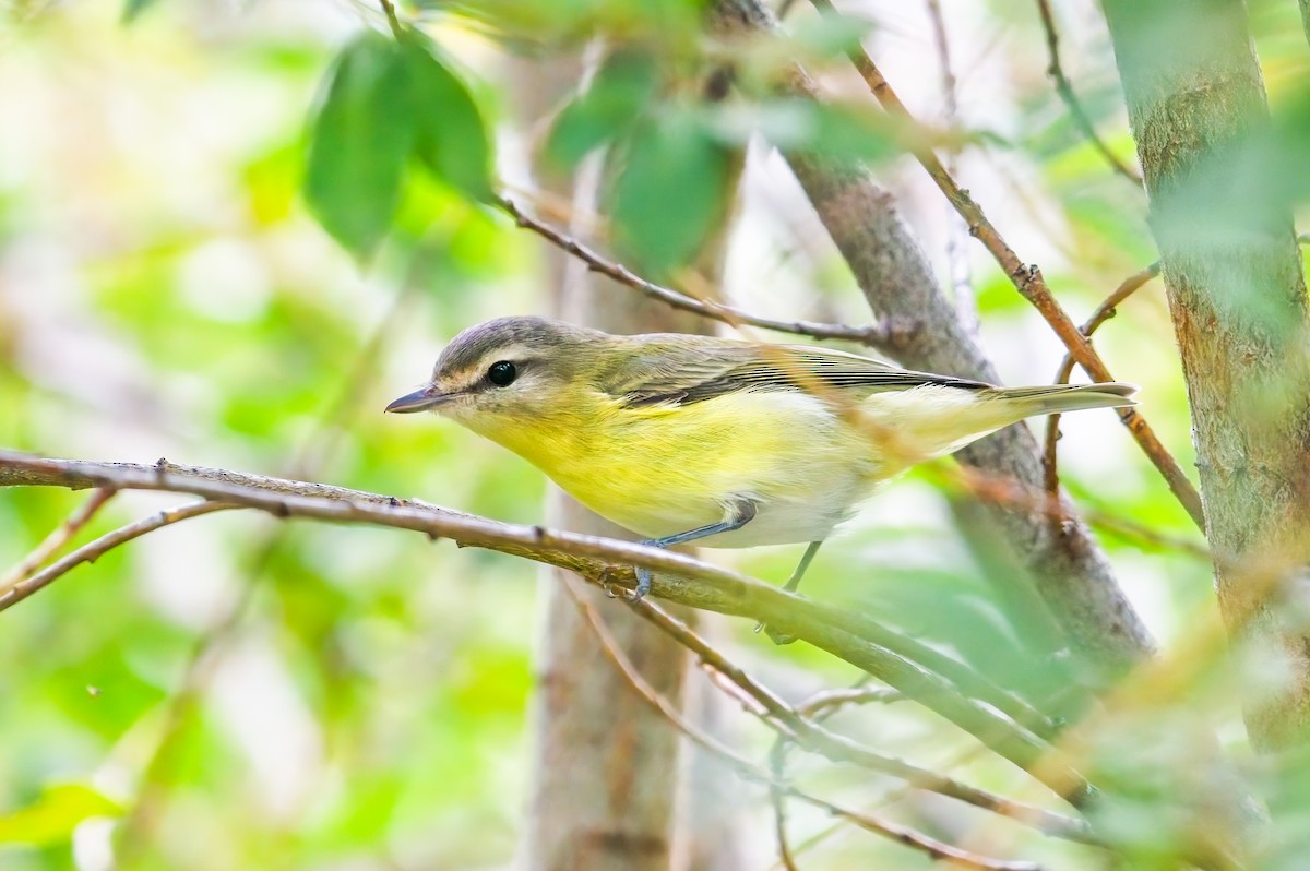 Philadelphia Vireo - ML608820542