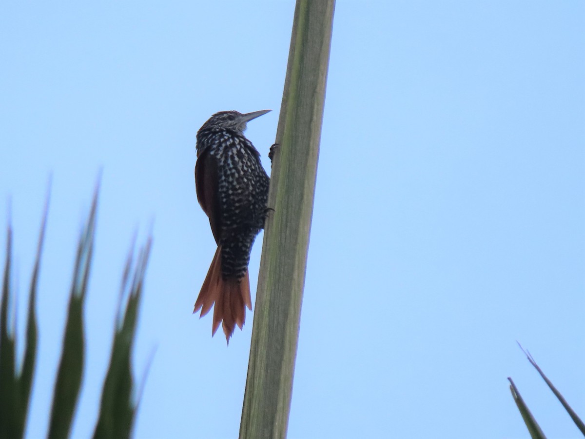 Point-tailed Palmcreeper - Hugo Foxonet