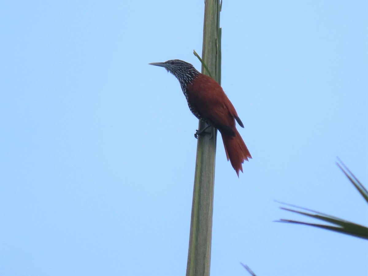 Point-tailed Palmcreeper - ML608820548