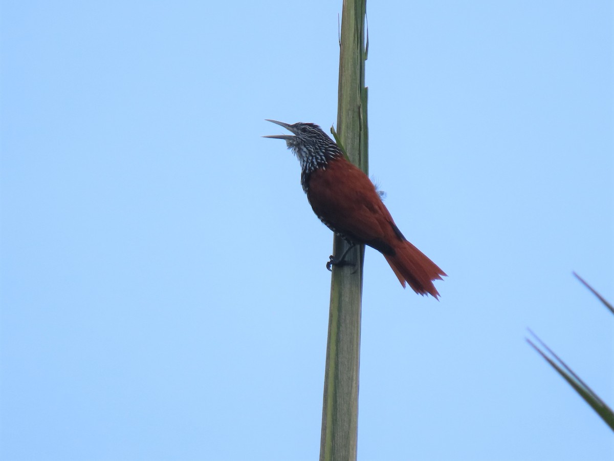 Point-tailed Palmcreeper - ML608820549