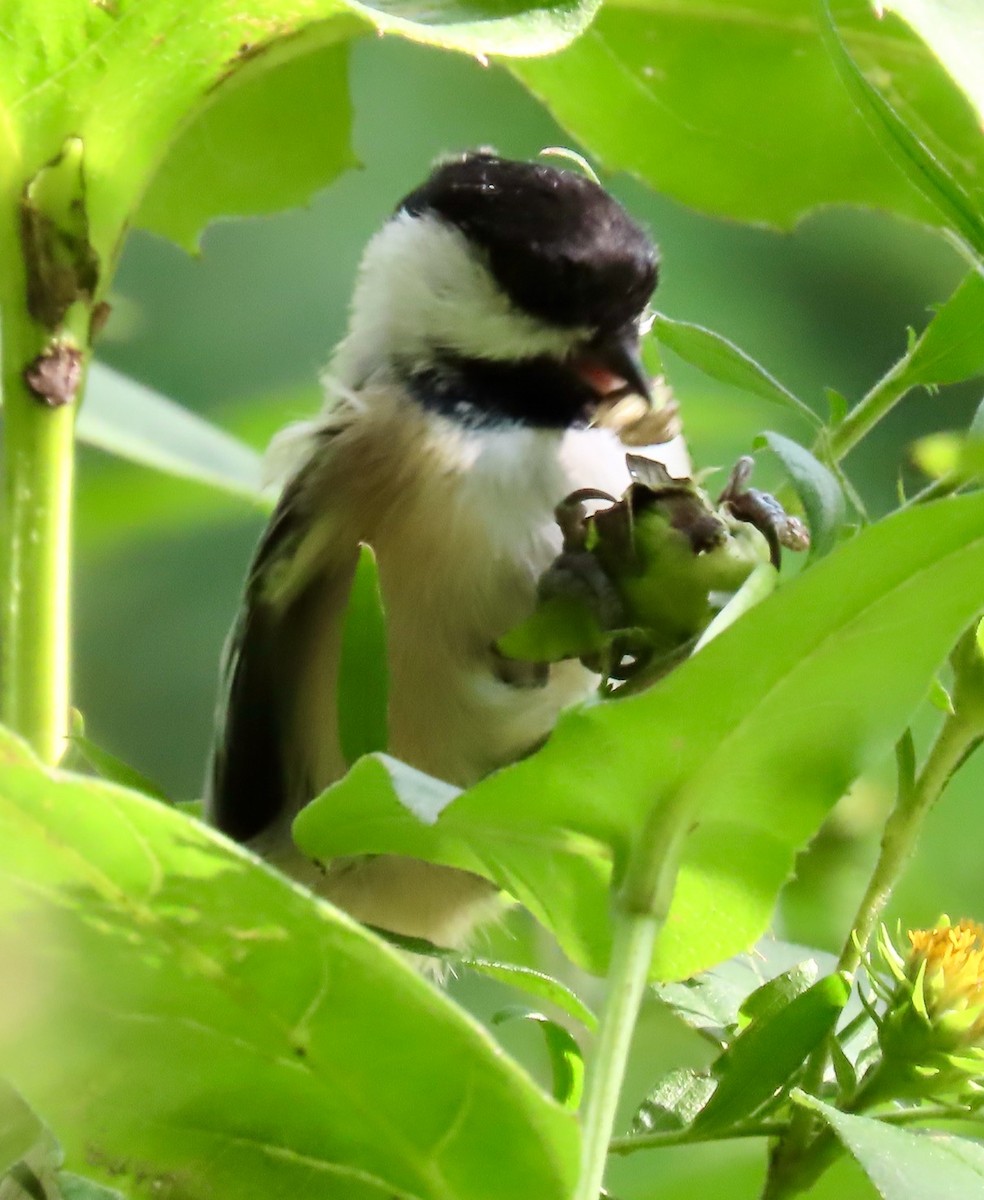 Black-capped Chickadee - ML608820612