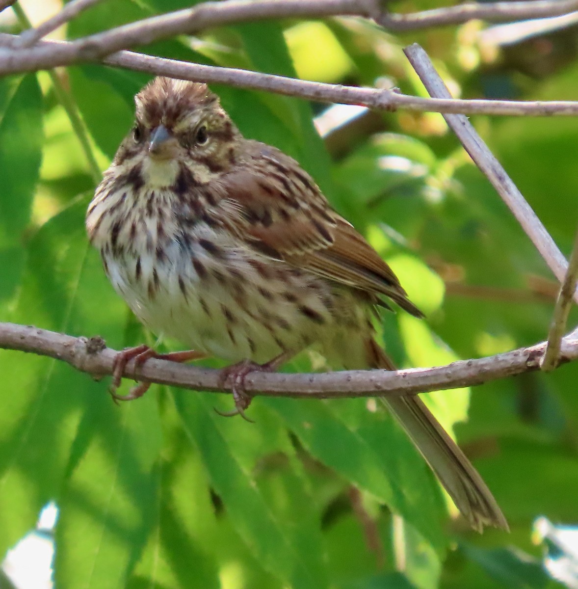 Song Sparrow - ML608820754