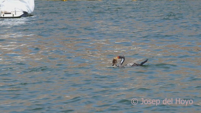 Red-legged Cormorant - ML608821044