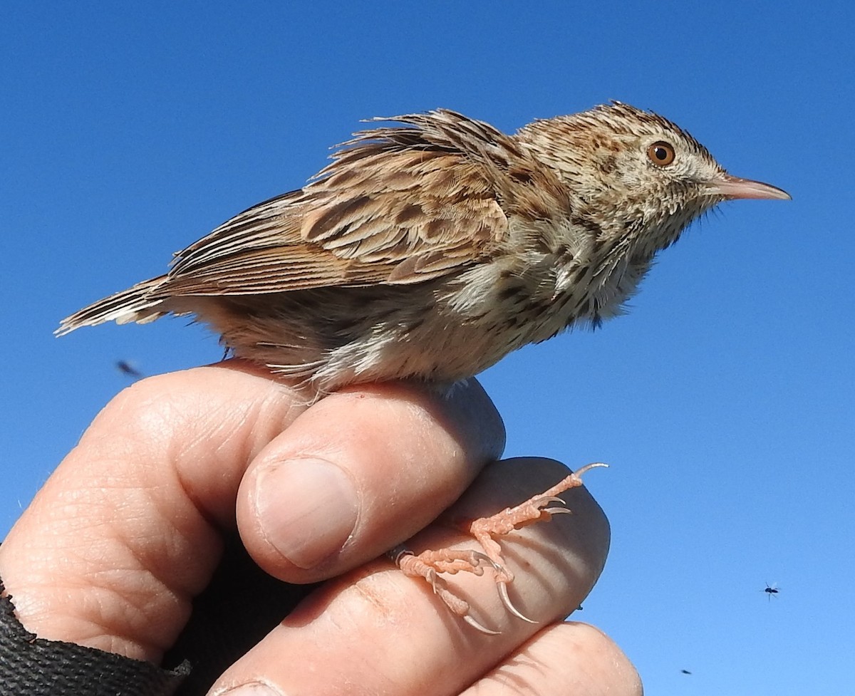 Cloud Cisticola (Cape) - ML608821148