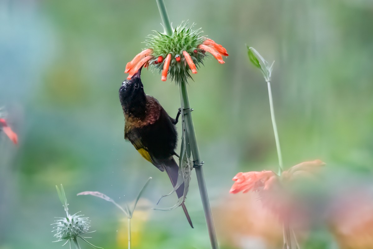 Golden-winged Sunbird - Giuseppe Citino