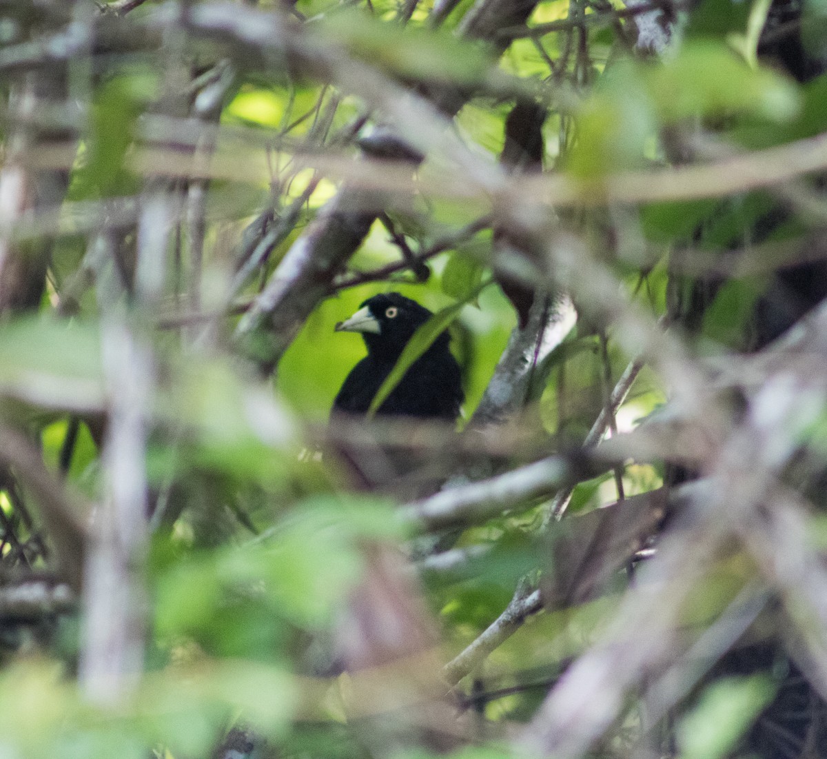 Yellow-billed Cacique - ML608821192