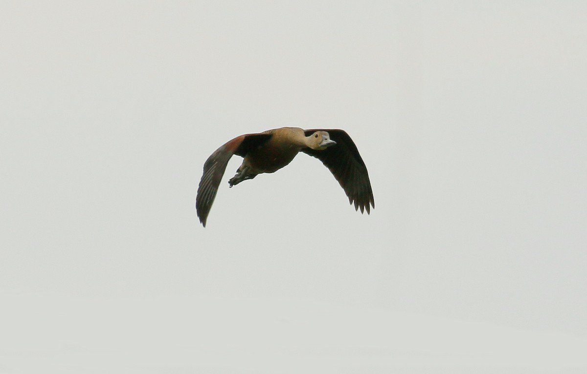 Lesser Whistling-Duck - ML60882121