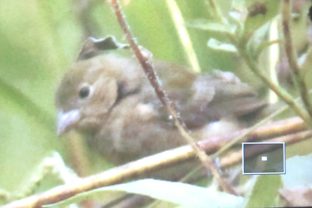 Painted Bunting - ML608821249