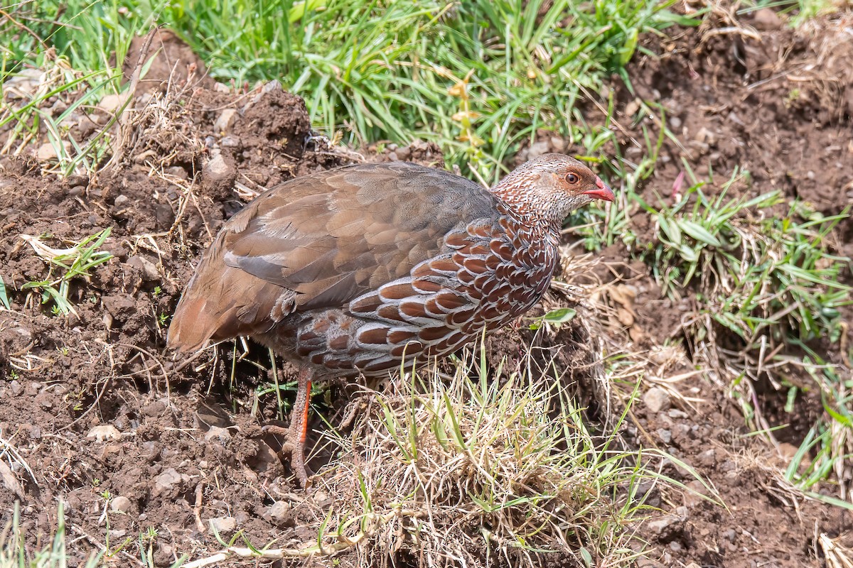 Jackson's Spurfowl - ML608821275