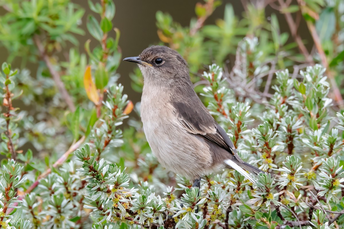 Moorland Chat - Giuseppe Citino