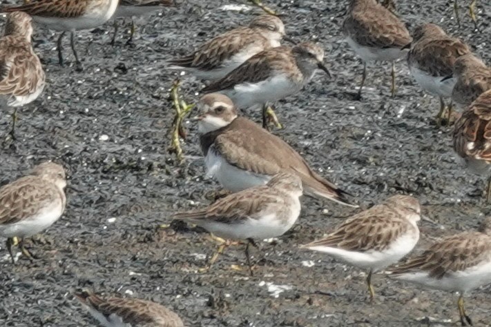 Semipalmated Plover - ML608821323