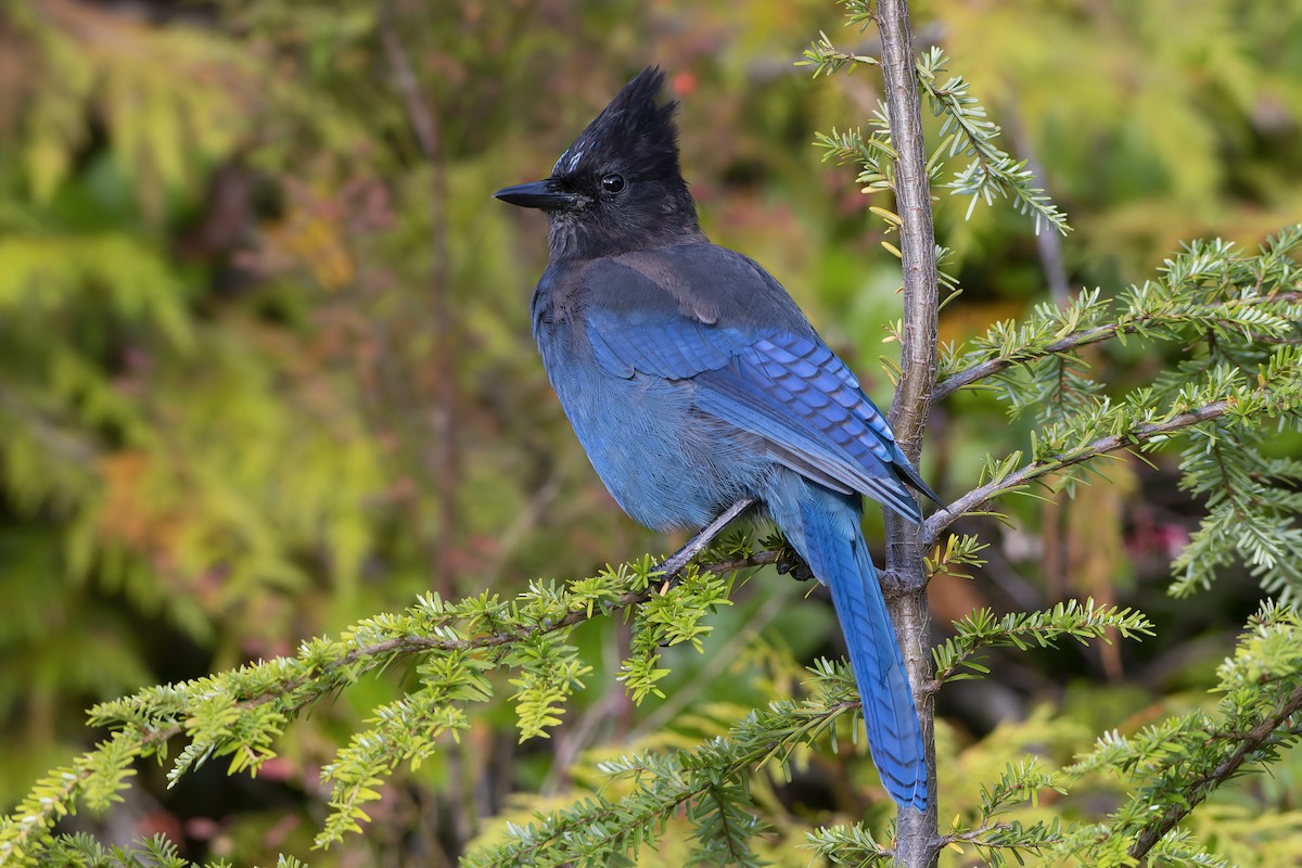 Steller's Jay (Coastal) - ML608821370