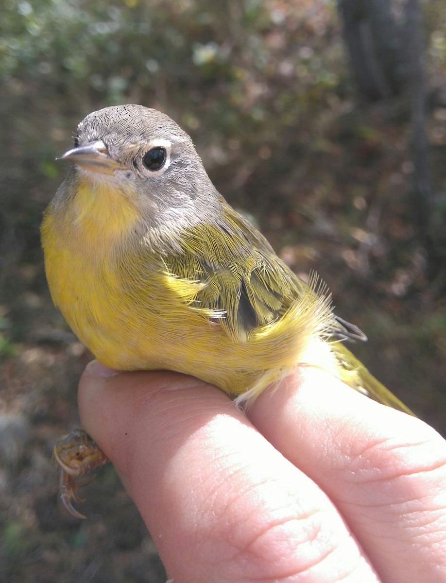 Nashville Warbler - ML608821458