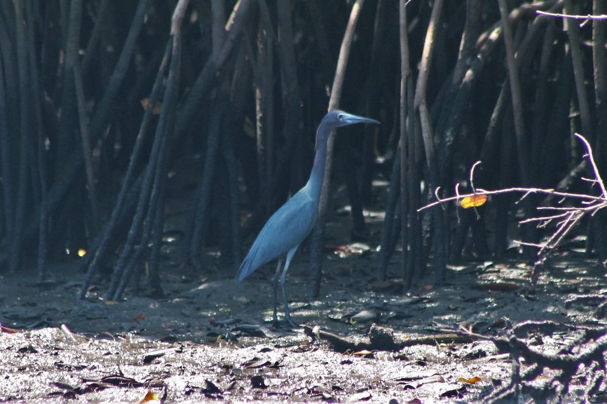 Little Blue Heron - ML608821465