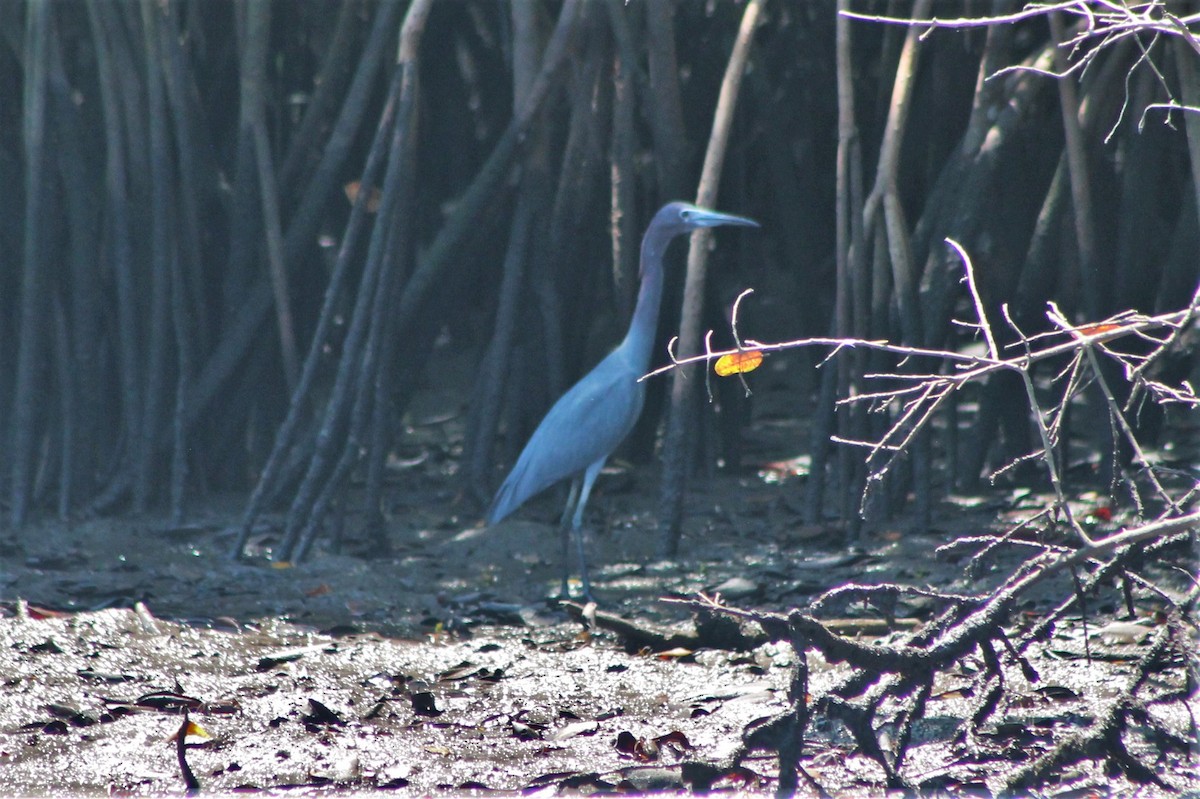 Little Blue Heron - ML608821466