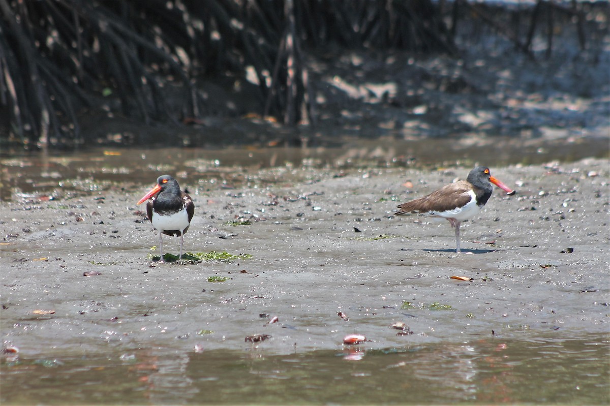 American Oystercatcher - ML608821473