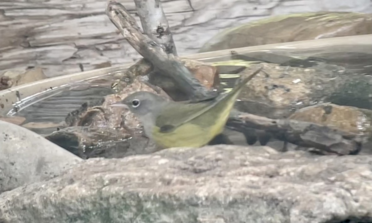 MacGillivray's/Mourning Warbler - ML608821485