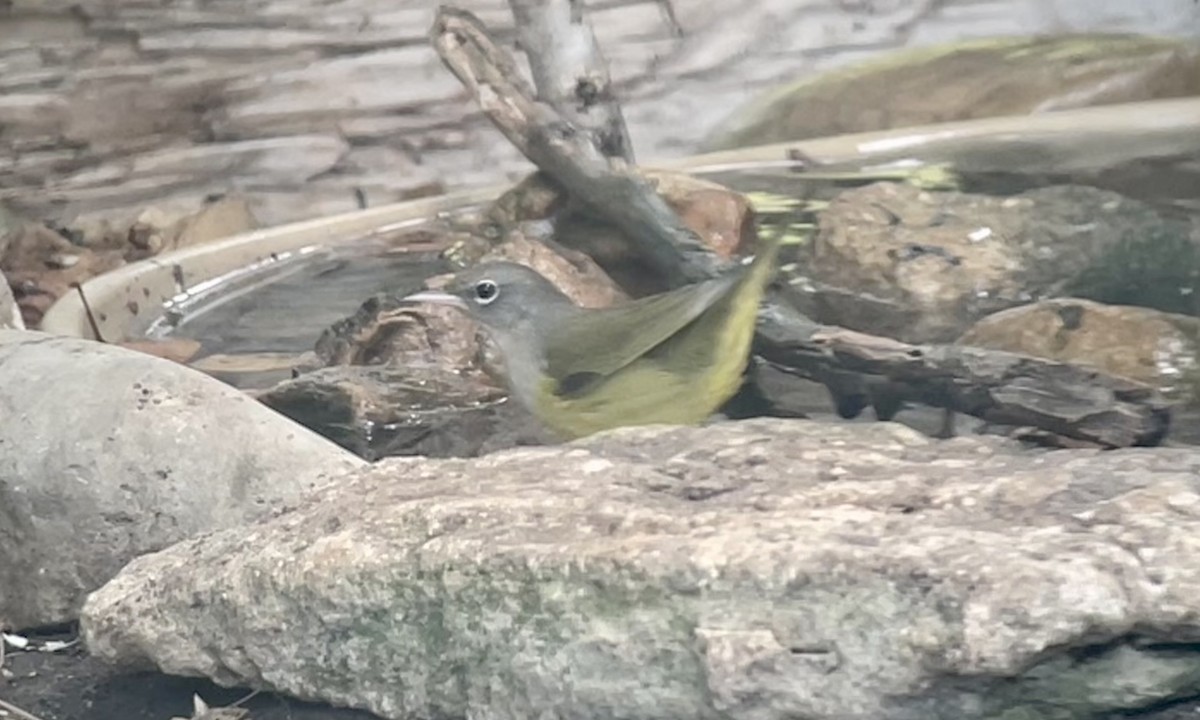 MacGillivray's/Mourning Warbler - ML608821486