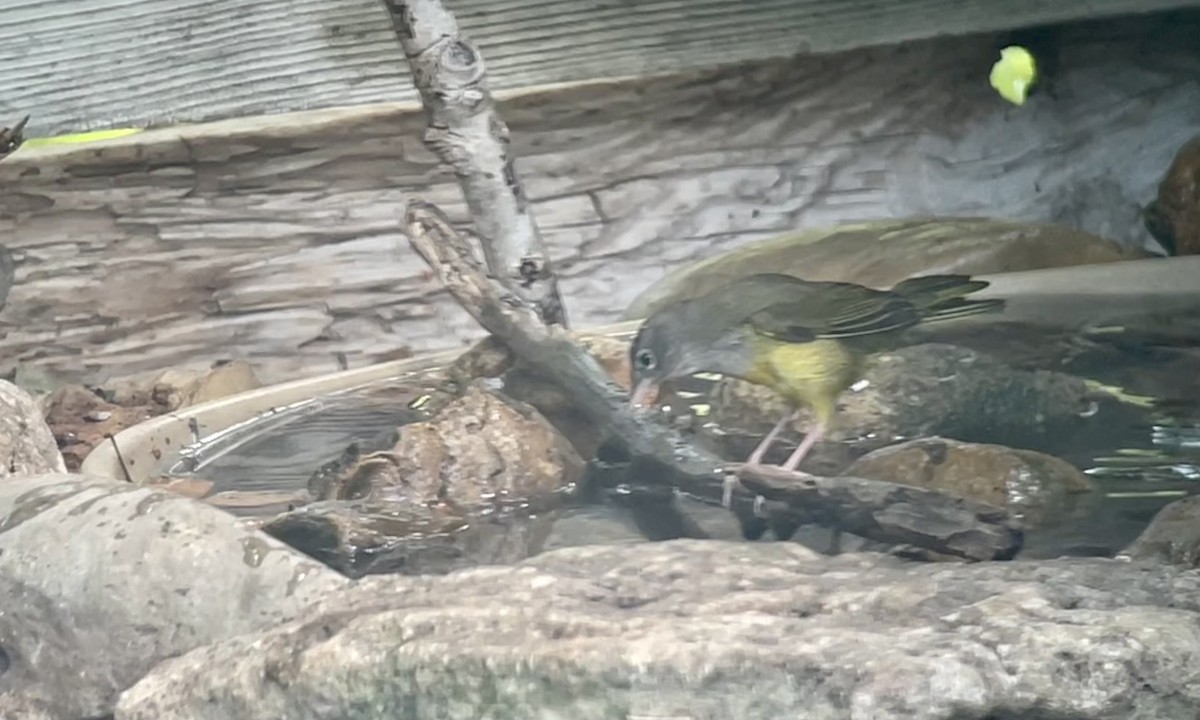 MacGillivray's/Mourning Warbler - ML608821488